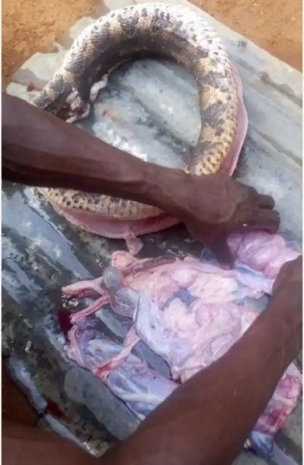 So Big: See the Huge Snake a Man Killed and Roasted on Fire for Food (Photos)